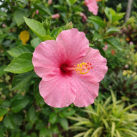 Pale Pink Hibiscus Flower seeds for Planting Pollinator Friendly Heirloom & GMO Free Seeds for Home Garden 
 
 Sale