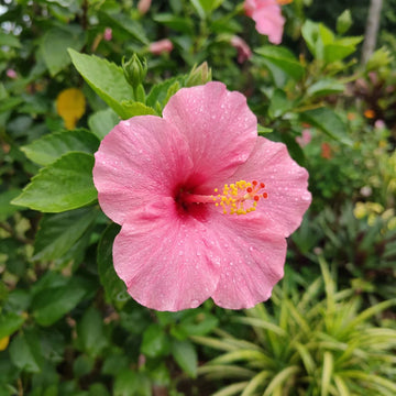 Pale Pink Hibiscus Flower seeds for Planting Pollinator Friendly Heirloom & GMO Free Seeds for Home Garden 
 
 Sale