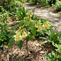 Yellow Hevea Brasiliensis Flower seeds for Planting - Compact Growth, Heirloom & GMO Free Seeds for Home Garden