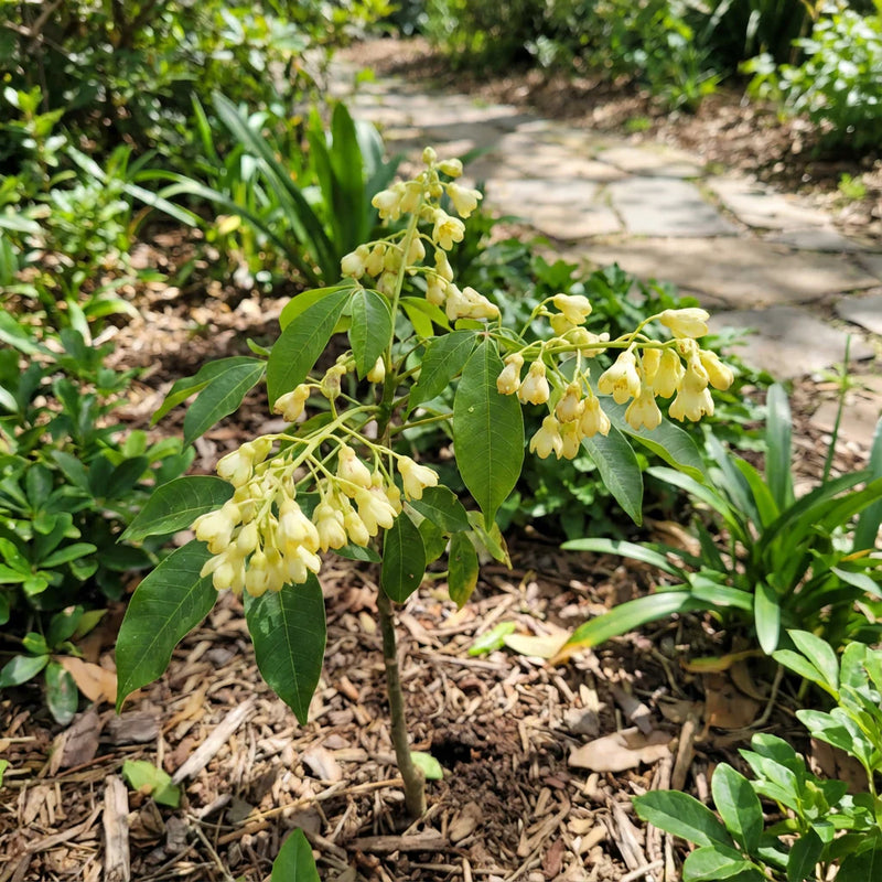 Yellow Hevea Brasiliensis Flower seeds for Planting - Compact Growth, Heirloom & GMO Free Seeds for Home Garden