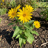 Topinambur Flower seeds for Planting - Long Bloom Season, Heirloom & GMO Free Seeds for Home Garden
