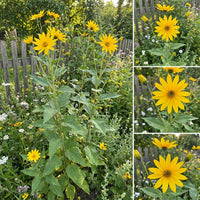 Topinambur Flower seeds for Planting - Long Bloom Season, Heirloom & GMO Free Seeds for Home Garden