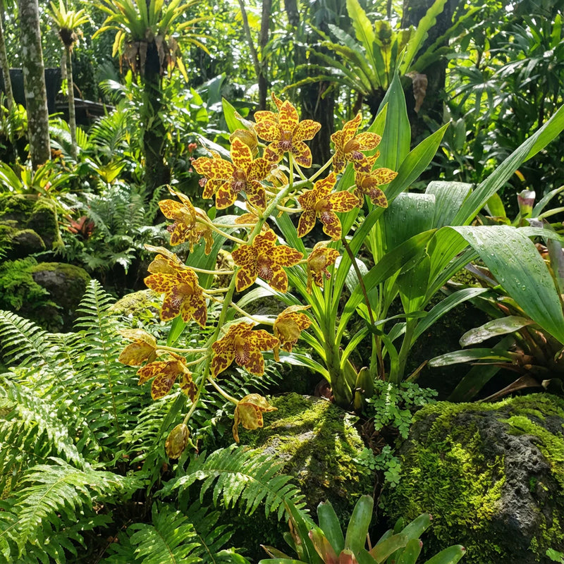 Tiger Orchid Flower seeds for Planting - Seasonal Bloomer, Heirloom & GMO Free Seeds for Home Garden