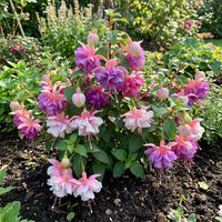 Red Light Pink Double Petals Fuchsia Seeds for Planting Garden Favorite Heirloom & GMO Free Seeds for Home Garden
 
 Sale