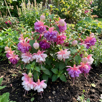 Red Light Pink Double Petals Fuchsia Seeds for Planting Garden Favorite Heirloom & GMO Free Seeds for Home Garden
 
 Sale
