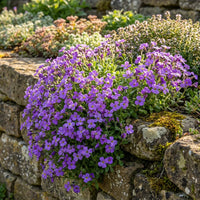 Purple Cress Flower seeds for Planting - Colorful Display, Heirloom & GMO Free Seeds for Home Garden