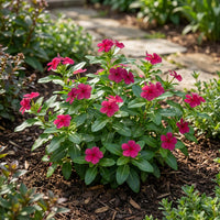 Periwinkle Flower seeds for Planting - Cut Flower Favorite, Heirloom & GMO Free Seeds for Home Garden