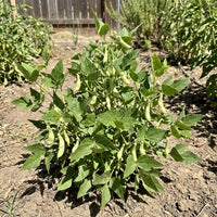 White Tepary Bean Seeds for Planting