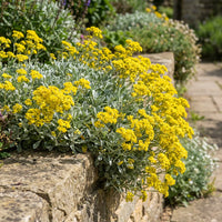 Yellow Rock Cress Flower seeds for Planting Long Bloom Season Heirloom & GMO Free Seeds for Home Garden 
 
 Sale
