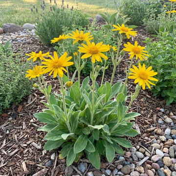 Heirloom Chlorophytum Flower seeds for Planting Cut Flower Favorite Heirloom & GMO Free Seeds for Home Garden