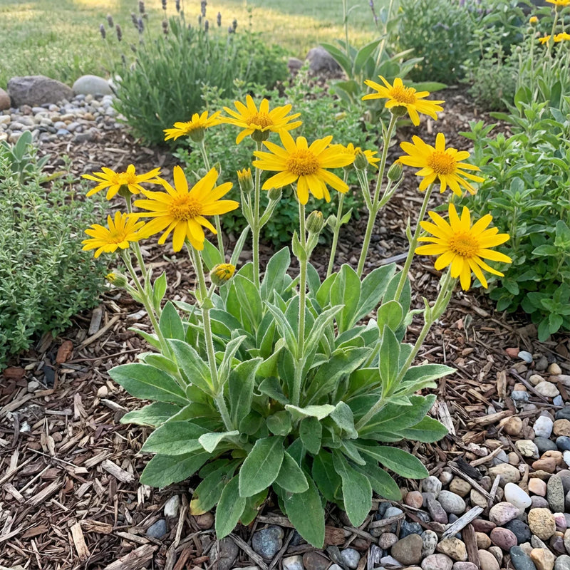 Heirloom Chlorophytum Flower seeds for Planting Cut Flower Favorite Heirloom & GMO Free Seeds for Home Garden
