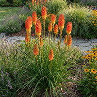 Orange Kniphofia Flower seeds for Planting Hardy Variety Heirloom & GMO Free Seeds for Home Garden
 
 Sale