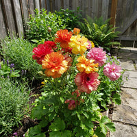 Mixed Carnival Flower seeds for Planting - Fragrant Blossoms, Heirloom & GMO Free Seeds for Home Garden