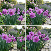 Purple Daffodils Flower Seeds for Planting Sun Loving Heirloom & GMO Free Seeds for Home Garden
 
 Sale