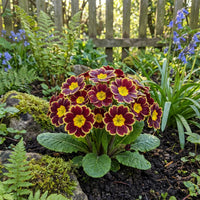 Maroon Yellow Primrose Flower seeds for Planting - Cottage Garden Essential, Heirloom & GMO Free Seeds for Home Garden