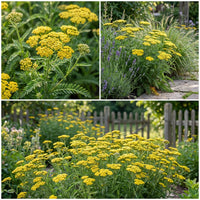 Yellow Achillea Flower seeds for Planting - Bright Blooms, Heirloom & GMO Free Seeds for Home Garden