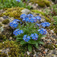 Alpenblumensamen Flower Seeds for Planting in Alpine Garden
