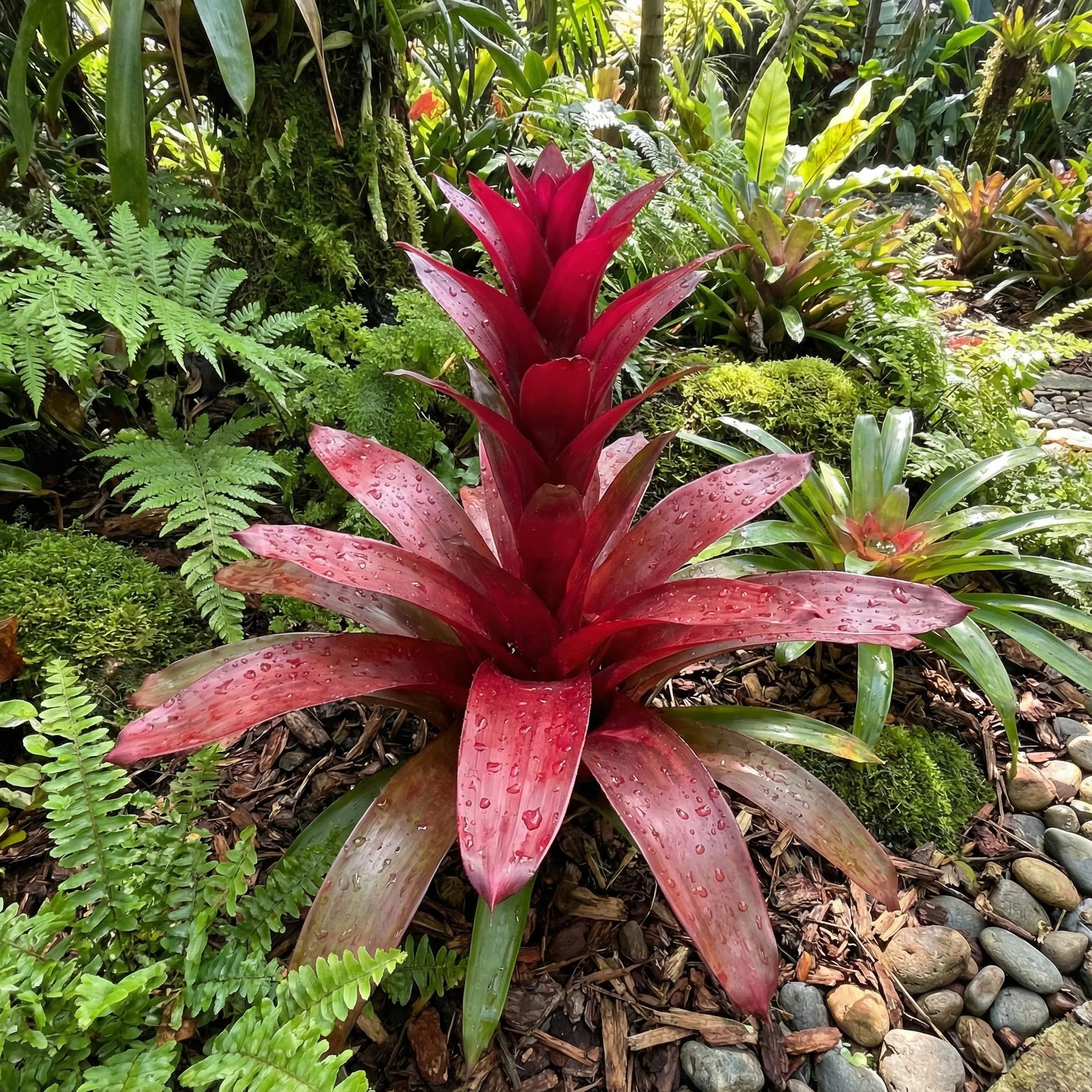 Red Bromeliad Flower seeds for Planting Garden Favorite Heirloom & GMO Free Seeds for Home Garden