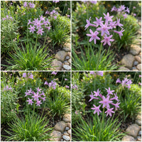 Heirloom Tulbaghia Flower seeds for Planting Wildflower Mix Heirloom & GMO Free Seeds for Home Garden