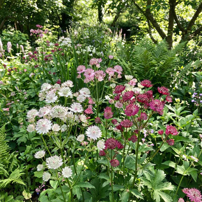 Mixed Astrantia Flower seeds for Planting - Colorful Display, Heirloom & GMO Free Seeds for Home Garden
