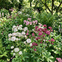 Mixed Astrantia Flower seeds for Planting - Colorful Display, Heirloom & GMO Free Seeds for Home Garden
