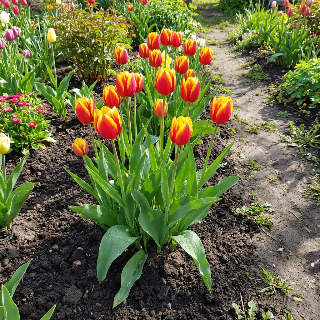 Mixed Tulip Flower seeds for Planting Cut Flower Favorite Heirloom & GMO Free Seeds for Home Garden 
 
 Sale