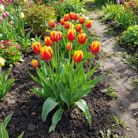 Mixed Tulip Flower seeds for Planting Cut Flower Favorite Heirloom & GMO Free Seeds for Home Garden 
 
 Sale