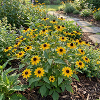Yellow Rudbeckia Triloba Flower seeds for Planting Hardy Variety Heirloom & GMO Free Seeds for Home Garden 
 
 Sale