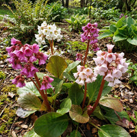 Mixed Bergenia Cordifolia Flower seeds for Planting - Compact Growth, Heirloom & GMO Free Seeds for Home Garden