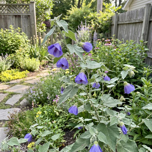 Blue Abutilon Striatum Flower seeds for Planting - Cut Flower Favorite, Heirloom & GMO Free Seeds for Home Garden
