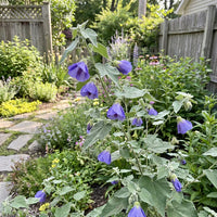 Blue Abutilon Striatum Flower seeds for Planting - Cut Flower Favorite, Heirloom & GMO Free Seeds for Home Garden
