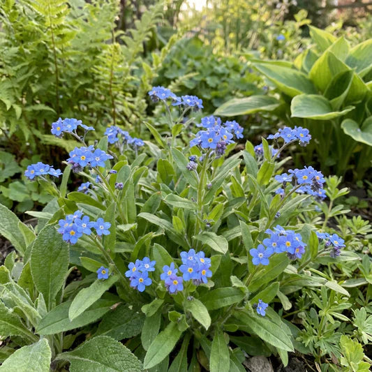 Sea Blue Myosotis Sylvatica Flower seeds for Planting - Seasonal Bloomer, Heirloom & GMO Free Seeds for Home Garden