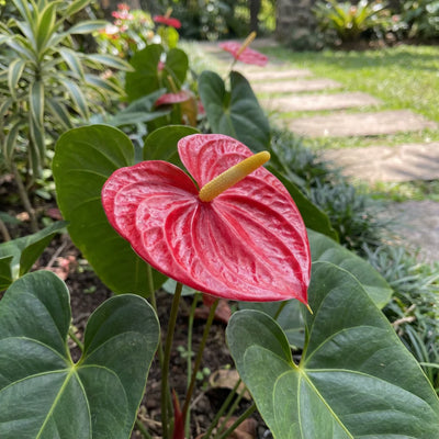 100 Pcs