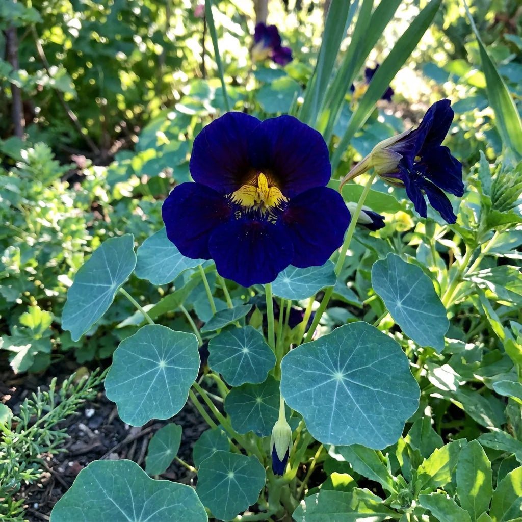 Blue Hanging Nasturtium Seeds for Planting - Garden Annuals