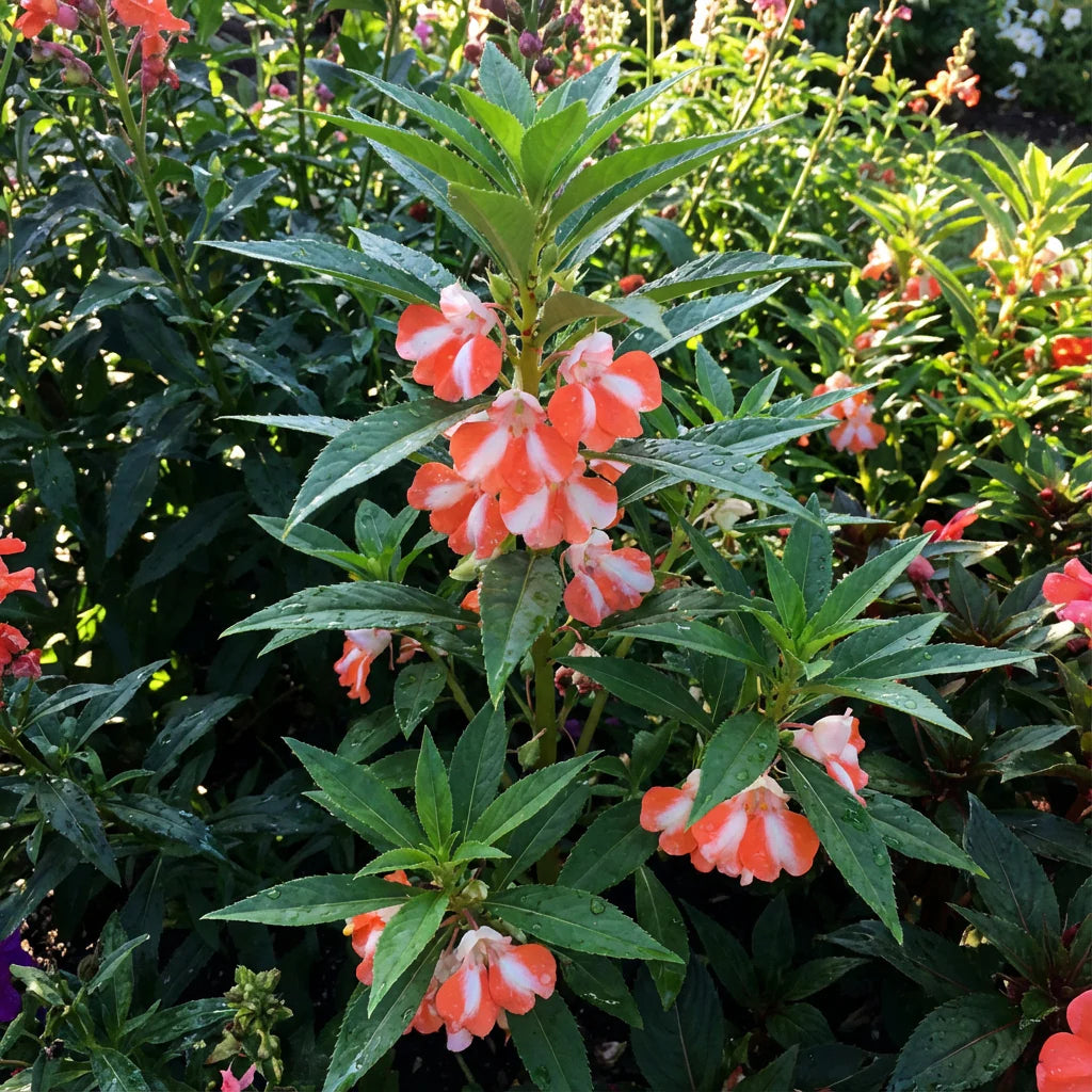 Orange White Balsam Flower Seeds for Planting – Heirloom NonGMO Organic Garden Seeds High Germination
 
 Sale