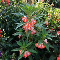 Orange White Balsam Flower Seeds for Planting – Heirloom NonGMO Organic Garden Seeds High Germination
 
 Sale