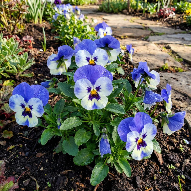 Vibrant Pansy Flower Seeds for Planting – Blue and White Displays