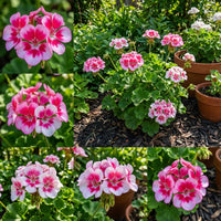 Geranium Pink Flower Planting Seeds for a Vibrant Garden