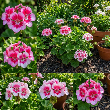 Geranium Pink Flower Planting Seeds for a Vibrant Garden