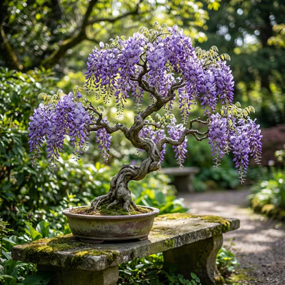 Violet Simsii Bonsai Flower seeds for Planting Garden Favorite Heirloom & GMO Free Seeds for Home Garden