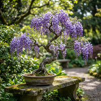 Violet Simsii Bonsai Flower seeds for Planting Garden Favorite Heirloom & GMO Free Seeds for Home Garden