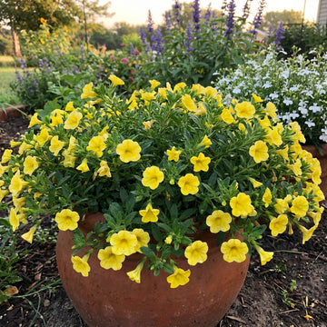 Yellow Superbells Calibrachoa Flower seeds for Planting - Cut Flower Favorite, Heirloom & GMO Free Seeds for Home Garden