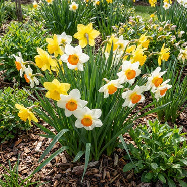 Blue Yellow Daffodil Flower Seeds for Planting Bright Blooms Heirloom & GMO Free Seeds for Home Garden
 
 Sale
