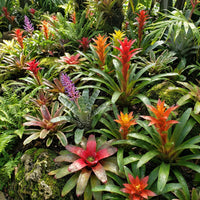 Mixed Bromeliad Flower seeds for Planting - Seasonal Bloomer, Heirloom & GMO Free Seeds for Home Garden