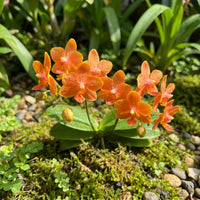 Orange Bell Orchid Seeds Flower seeds for Planting - Hardy Variety, Heirloom & GMO Free Seeds for Home Garden