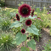 Burgundy SunFlower seeds for Planting - Low Maintenance, Heirloom & GMO Free Seeds for Home Garden