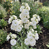 White Scented Stock Flower seeds for Planting - Shade Tolerant, Heirloom & GMO Free Seeds for Home Garden