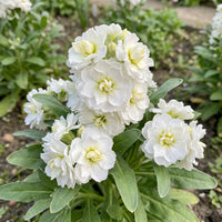 White Scented Stock Flower seeds for Planting - Shade Tolerant, Heirloom & GMO Free Seeds for Home Garden