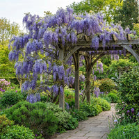 Wisteria Flower seeds for Planting - Drought Tolerant, Heirloom & GMO Free Seeds for Home Garden