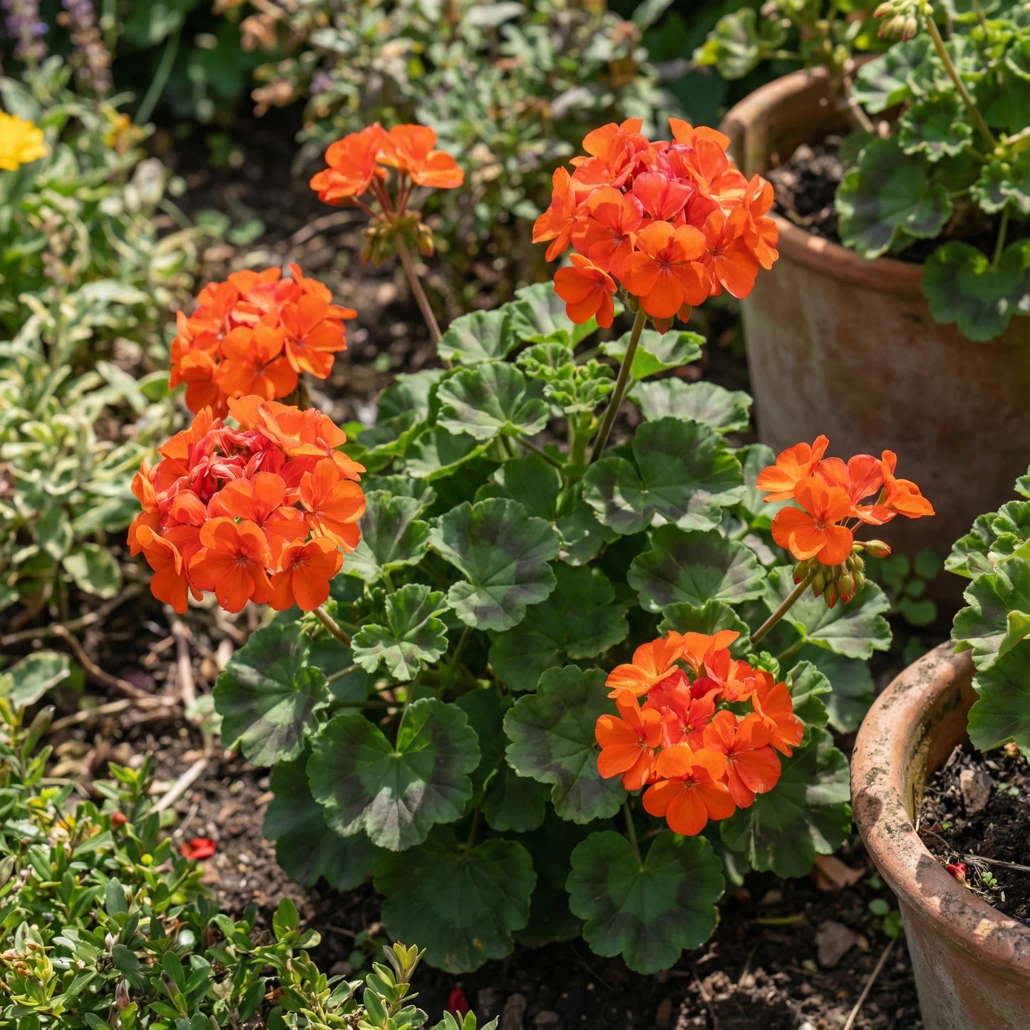 Light Orange Geranium Flower Seeds for Planting Cut Flower Favorite Heirloom & GMO Free Seeds for Home Garden
 
 Sale